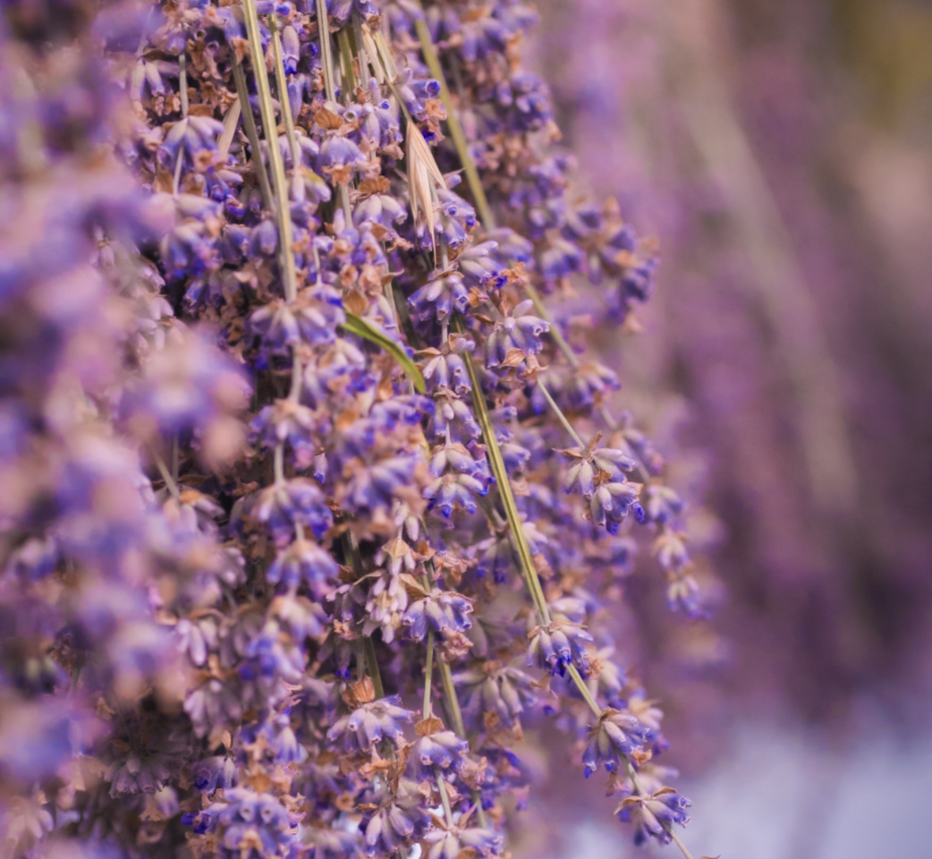 Lavender, a cave I refused to enter, and a forest fire